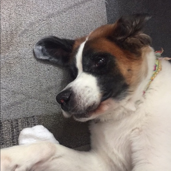 Meet your Posher, Aidan - Picture 1 of 1